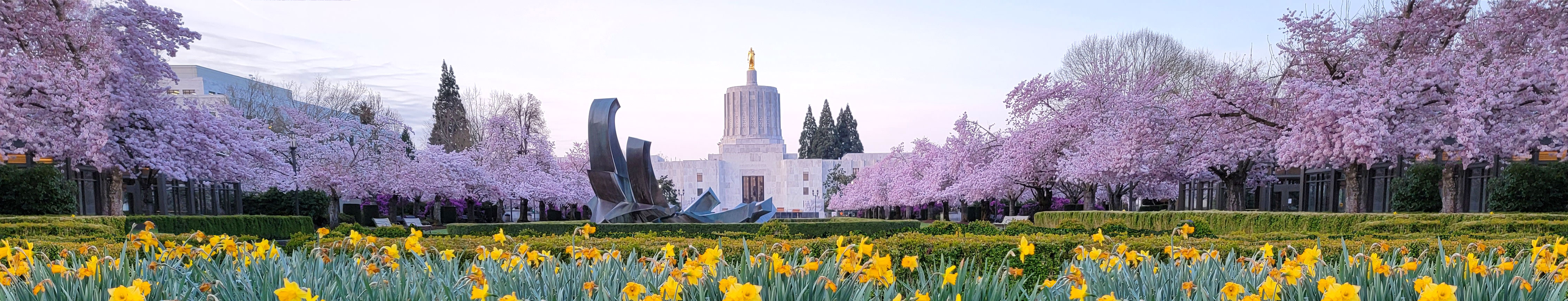 Oregon State Capitol & Cherry Trees Blossoming