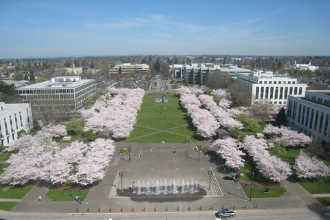 Picture of the Capitol Mall and Trees